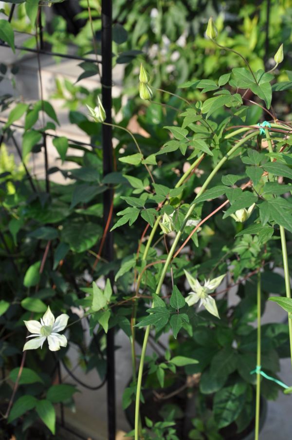 问: 有哪些适合家里阳台种植的藤本植物?