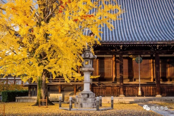 秋天去日本赏红叶有什么特别的技巧?_有路网问答