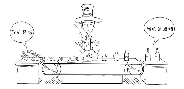 发酵的进程,就像一个魔术师把糖变成酒精的进程,这位魔术师叫"酵母菌"